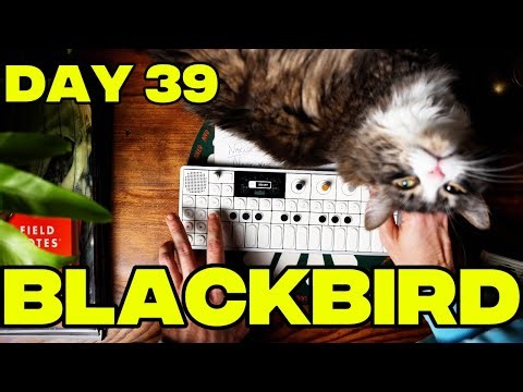 Making Music Every Day on the OP-1 Field | Day 39: Blackbird