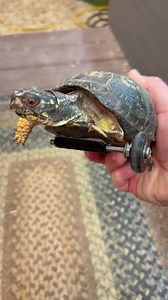 8.7K views · 1.4K reactions | This adorable turtle has a wheel for a leg! 凉 | Garden State Tortoise | Facebook