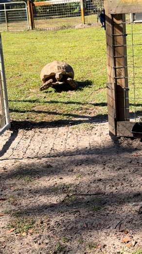 The Spirit Tree Inc. on Reels