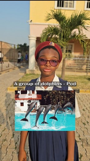 Sora Heights on Instagram: "What do you call a group of Ravens? Test your knowledge "