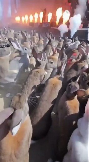 🤘🐰 ROCK BUNNIES GO WILD! 🎸🤯 You Won't Believe What These Rabbits Do!