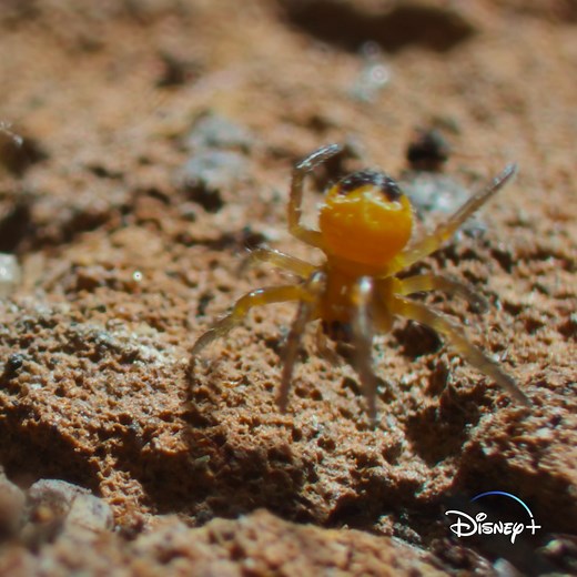 5.6K views · 229 reactions | The life of an orb-weaver spider isn't for the faint of heart. Inspired by Pixar's A Bug's Life, and narrated by Awkwafina, #ARealBugsLife is now streaming on Disney+. | National Geographic TV | Facebook