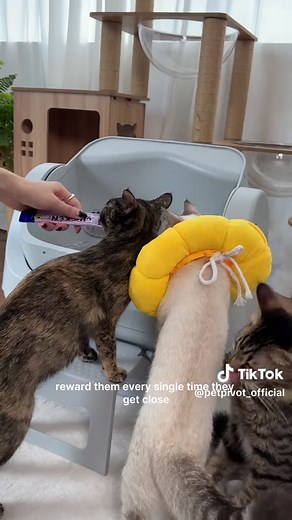 Introduce the AutoScooper (Step-by-Step Guide) 🐾 #petpivot #asmr #automaticlitterbox #tiktokshopsummersale