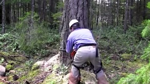 Extreme Tree Removal Fail: Huge Tree Destroys Car in Dangerous Chainsaw Accident