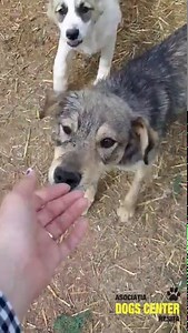 40K views · 3.7K reactions | Bella și puii ei, salvați în iarnă din Naidăș, aici puteți vedea filmulețul cum au fost și cum sunt astăzi, încă nu au fost adoptați, luna viitoare vor pleca împreună să-și găsească familii în altă țară, aici nu se găsesc adoptatori pt ei, din păcate. Mai au 4 prietene acum în țarc ce vor pleca împreună. | Asociatia Dogs Center Resita | Facebook