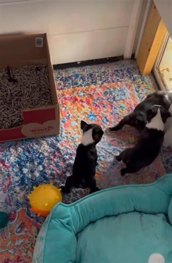 🐶 URGENT ADOPTION ALERT! 🐶 We have adorable Boston puppies looking for their forever homes! These sweet puppies are playful, affectionate, and full of charm, making them the perfect companions for families or individuals. With their curious nature and wagging tails, they’ll thrive in a loving home that can provide playtime, cuddles, and gentle training. Our Boston are starting to learn basic obedience and are eager to grow with their new families. They need patient, loving owners who can conti