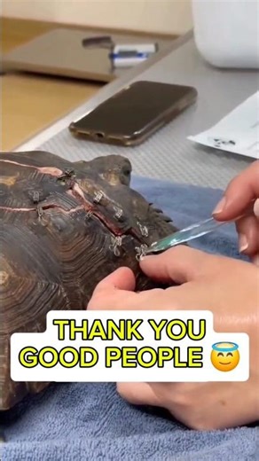 Save turtles - Giant brown tortoise rescued after broken shell #shorts #tortoise #turtle