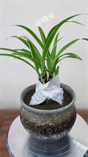 A new way to care for spider plants—exposing the roots of an old spider plant!