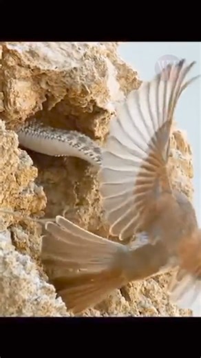 354K views · 2.1K reactions | Today's creature: The Spider-Tailed...