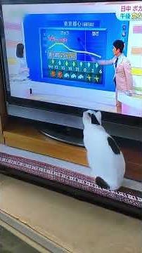Talking about cats in the countryside: Non-chan the cat talks about "Mr. Hirai and the cat" #Cats...