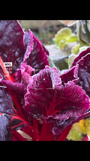 Loving the frost on this Swiss chard