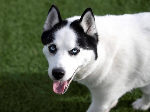 Ariel is a sweet girl who has never had a home or family of her own. She is food motivated and she absolutely loves mealtime. When Ariel first meets people, she is shy, but in no time she becomes a lap dog! If you are familiar with the Husky breed and would love to meet Ariel, please fill out an adoption application. Ariel is available for adoption in Colorado Springs, CO. Read about her at this link: https://www.petango.com/Adopt/Dog-Alaskan-Husky-43298878 Learn about adoption here: https://nmd