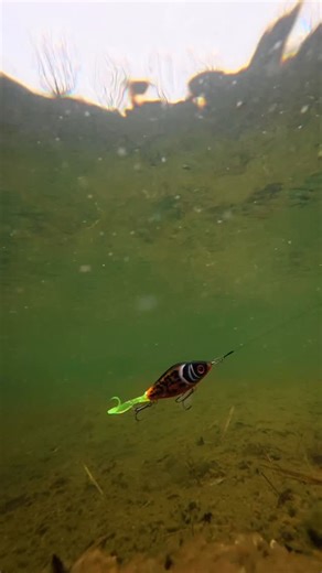 Charlie’s Fishing on Instagram: "Have you ever fished a Guppie? 😍 If not, you are missing something! 😅 The Guppie is there since a long time and comes back in new colors every year 🔥 This is the @pierre_cwc special! Available at www.charliesfishing.com ✅ The Strike Pro Junior in addition to the obvious good looks, the Strike Pro Guppie Junior incorporates some unique design features that make it a trophy fish producer. The Strike Pro Guppie Junioir compact shape ensures that hook coverage is 