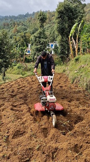 Day - 76 of my farming journey . . . . . #dusttoharvestofficial #dusttoharvest #farming #villagelife #khetibadi🌱🌾 #organicgardening #gardening #growyourownfood #nature #naturebeauty #explore | Dust To Harvest