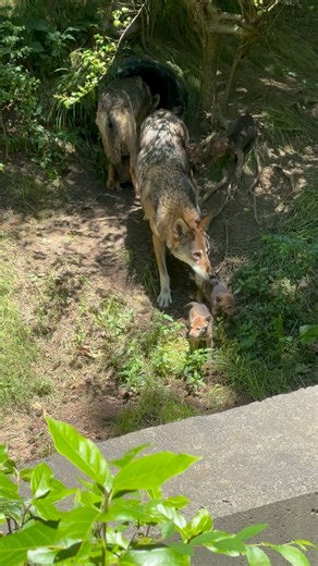A family outing! As the pups grow, Red Wolf dad Adeyha shares more care responsibilities with mom Oak. Support the Museum and our efforts toward Red Wolf conservation by donating today at the link in our bio. 🐺🧡 🎥: Ranger Finn | Museum of Life and Science