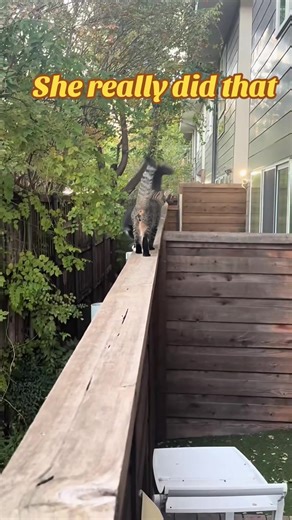 fun black-and-white cat#tuxedocat #funnycatvideos #fyp #cat #funnycat | funny cats