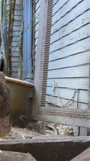 42 reactions | Melva and the last tail feather. | Fuster Cluck Farm | Facebook