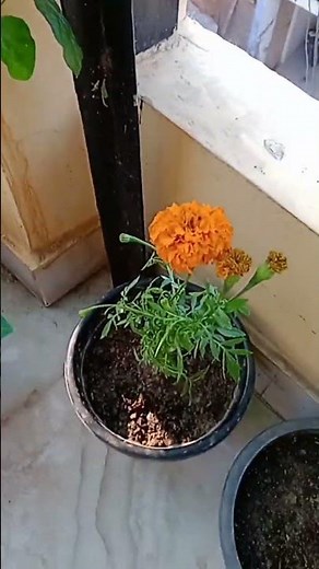 Blooming quietly, but beautifully#winterplantcare#plants#marigoldcare#plantscaretips#winterseason