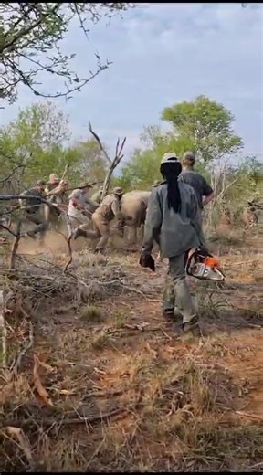 7.6K views · 483 reactions | Baby Rhino Rescue was privileged to...