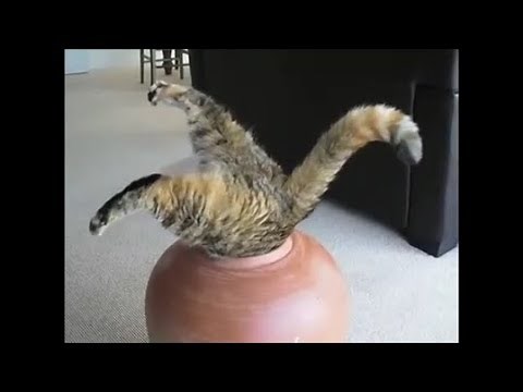 Vidéo Gros Chat drôle spécial cat top vidéo