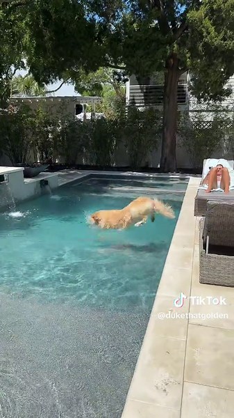 Duke The Golden: Athletic Golden Retriever Fun Day