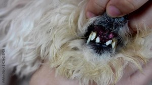 Pet dog with front teeth decay and dropped, result of poor oral care