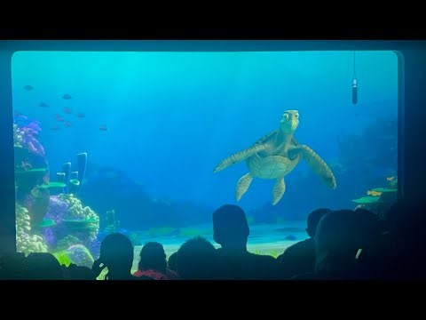 Turtle Talk with Crush and Finding Nemo Friends!