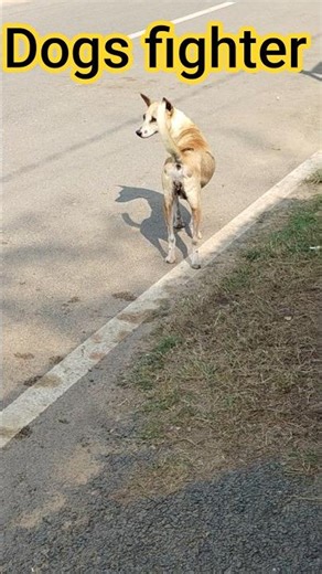 Dogs fighter