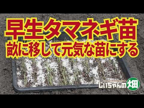 【家庭菜園の玉ねぎ、定植までの育苗】タマネギが発芽したら育苗箱、セルトレイごと畝に移すと根張りのいいがっしりした苗ができる。9/12