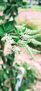 4K views · 83 reactions | Medicinal Shrubs 101: Sweet Almond Bush | The Weeds and Seeds Guy | Facebook
