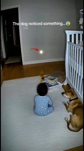 CCTV Footage: Dog Senses Unseen Presence