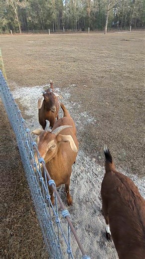 Come and visit us. Large RV sites with full hookups. Quiet area with some silly animals. Give us a call or message us and we will get you set up. | Hidden Forest RV Club