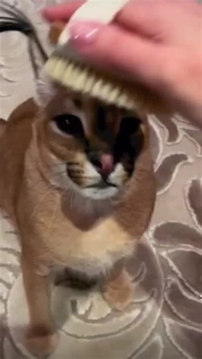 Adorable Floppa Memes and Cute Cat Compilation