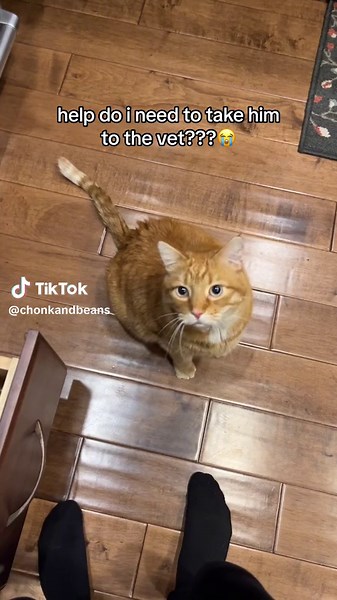 Cat Health Concerns: Is Your Cat Okay?