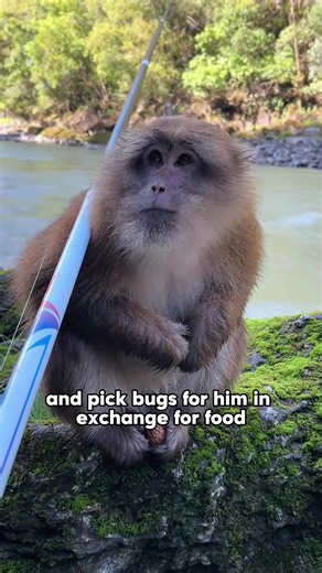 Little monkey swims over to man to beg for food 🐒👨#animals #lovestory #fyp #cute #monkey