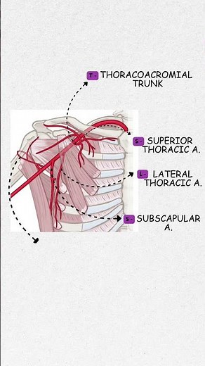 Master all axillary artery branches with this easy mnemonic — perfect for MBBS, NEET PG & USMLE! 💡