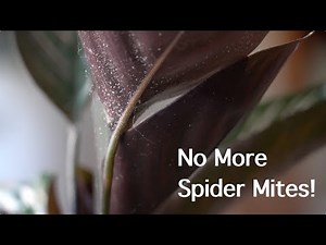 Get Rid of Spider Mites | Identify & Treatment
