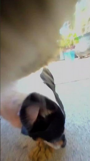 Cat's GoPro Footage Reveals His Secret Life | The Dodo