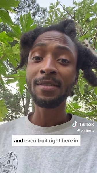 Cultivate Papaya in Zone 8b: A Guide to Container Gardening