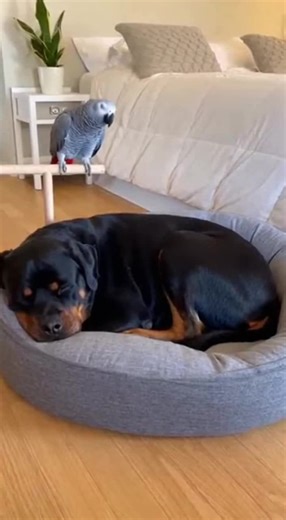 Hilarious Parrot Moments That Will Make You Laugh