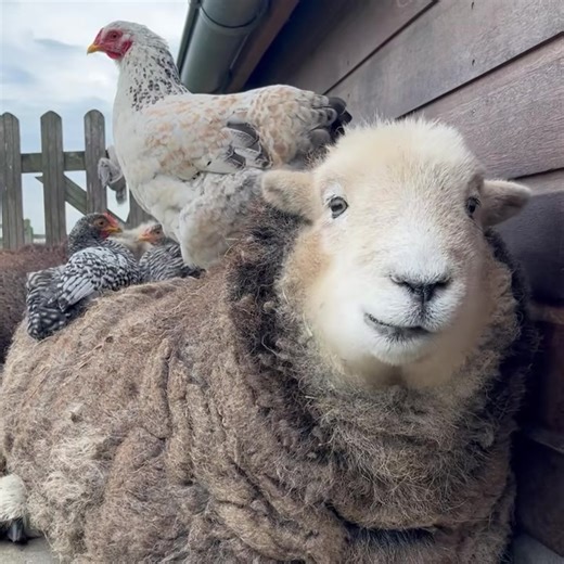 LOVING LIFE. 😍 🎥 Herdy Herdwick | Farmers Weekly