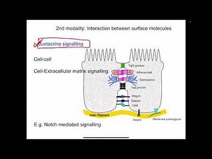 Intercellular communications | General physiology mbbs 1st year