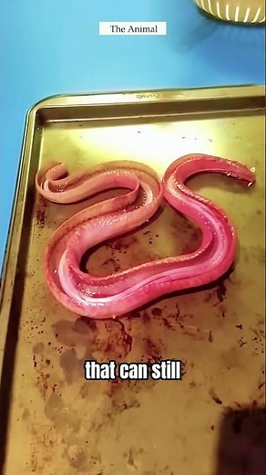 Dead Snake Can Still Bite? The Shocking Reflex Explained! #shorts