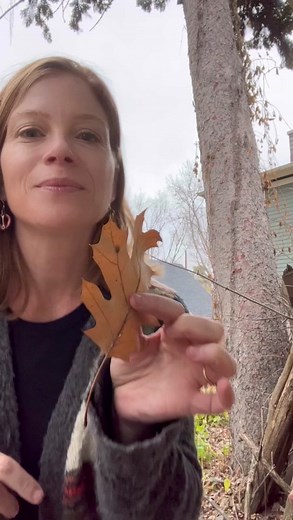 8 Species of Insects Forming Galls on Oak Trees