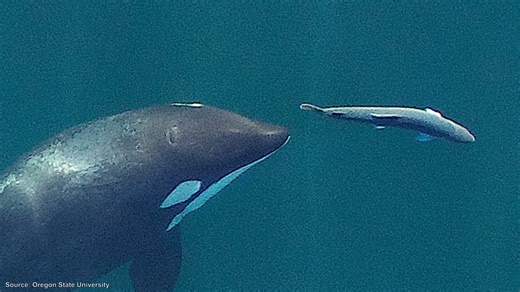 Tilikum drowned his trainer - after two deaths were already ignored