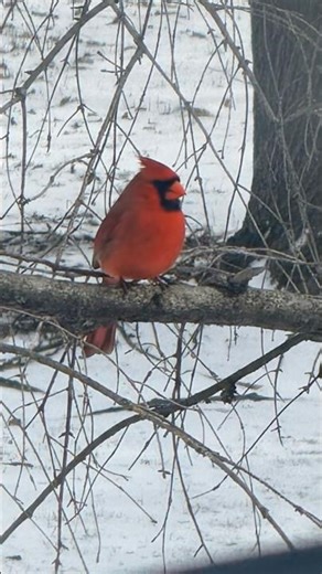 Cute Cardinal on a Snowy Branch ❄️❤️ #cardinalbird #shorts #naturemagic