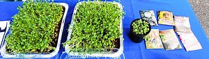 Sustainable Gardening-How to Grow Microgreens at Home - UF/IFAS Extension Broward County