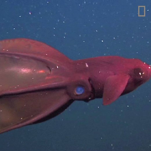 572K views · 7K reactions | Watch a vampire squid demonstrate its...