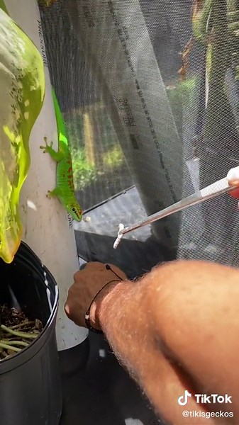 Taming and Feeding Giant Day Geckos