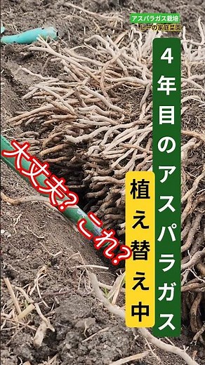4年目アスパラを掘り上げ…これ大丈夫？《しーの家庭菜園＊アスパラガス栽培》